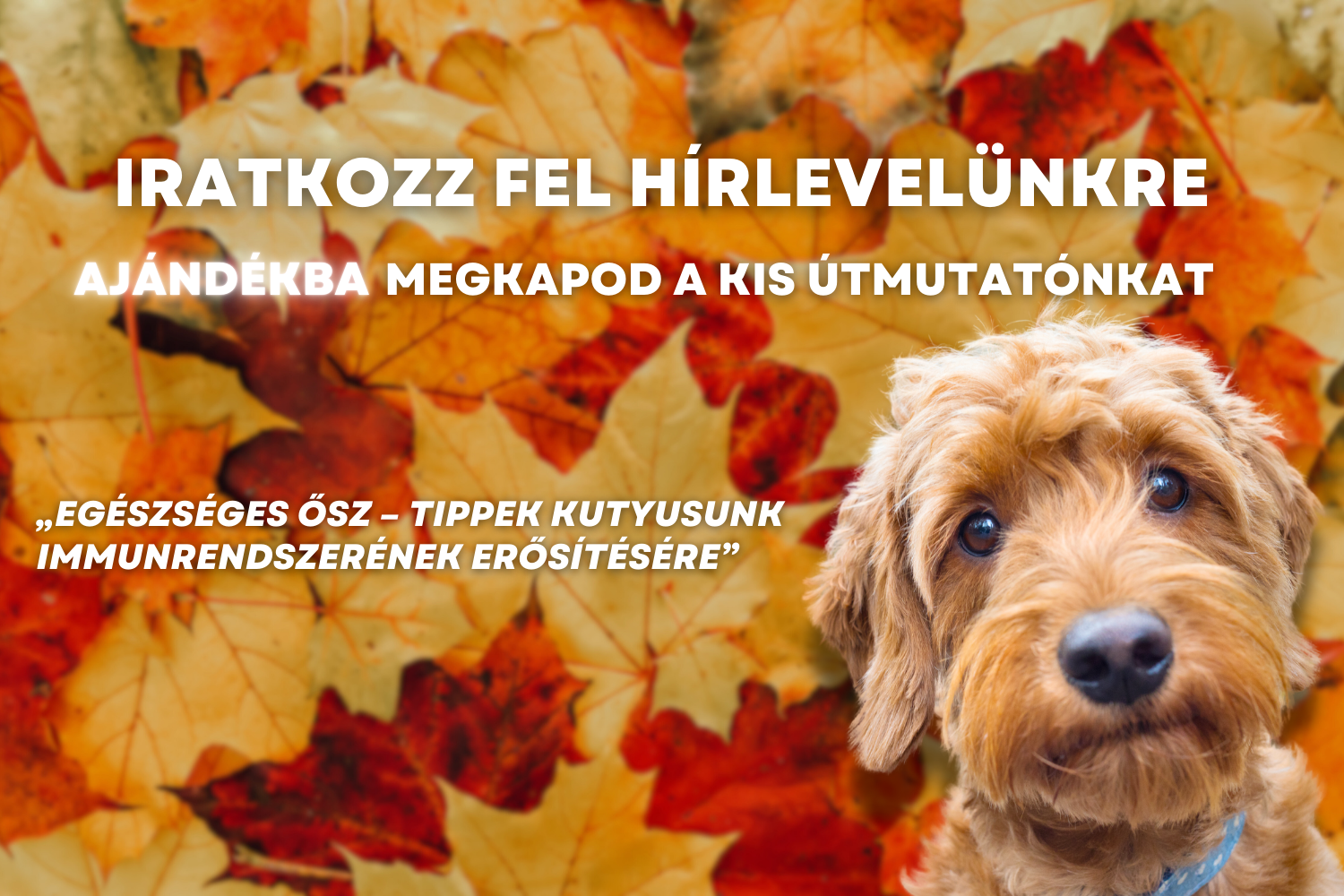 Főoldal 7 1000x1500ősz