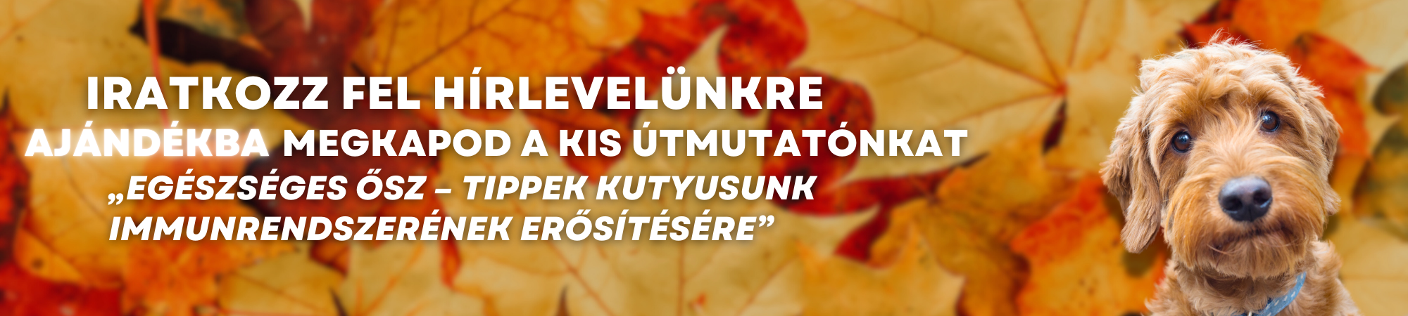Főoldal 1 2000x450ősz